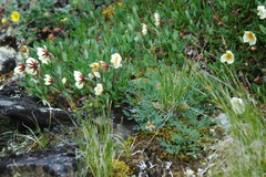 Podistera yukonensis