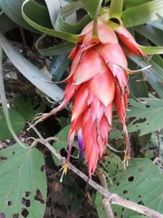 Tillandsia ponderosa
