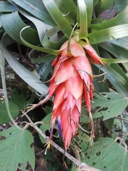 Tillandsia ponderosa
