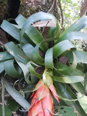 Tillandsia ponderosa