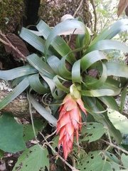 Tillandsia ponderosa