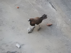 Lonchura leucogastroides