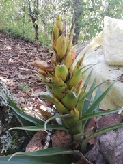 Tillandsia ponderosa