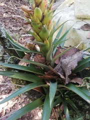Tillandsia ponderosa
