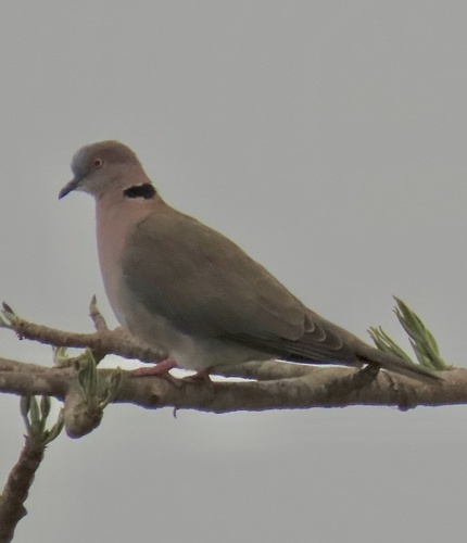 Mourning Collared Dove