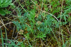 Podistera yukonensis