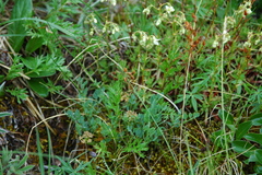 Podistera yukonensis
