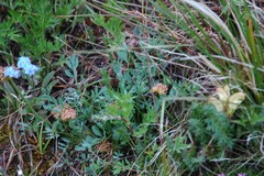 Podistera yukonensis