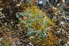 Podistera yukonensis