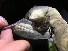 Myotis mystacinus