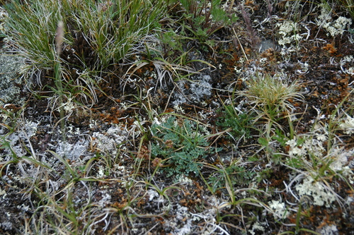 Image of Podistera yukonensis by (c) Syd Cannings, some rights reserved (CC BY)
