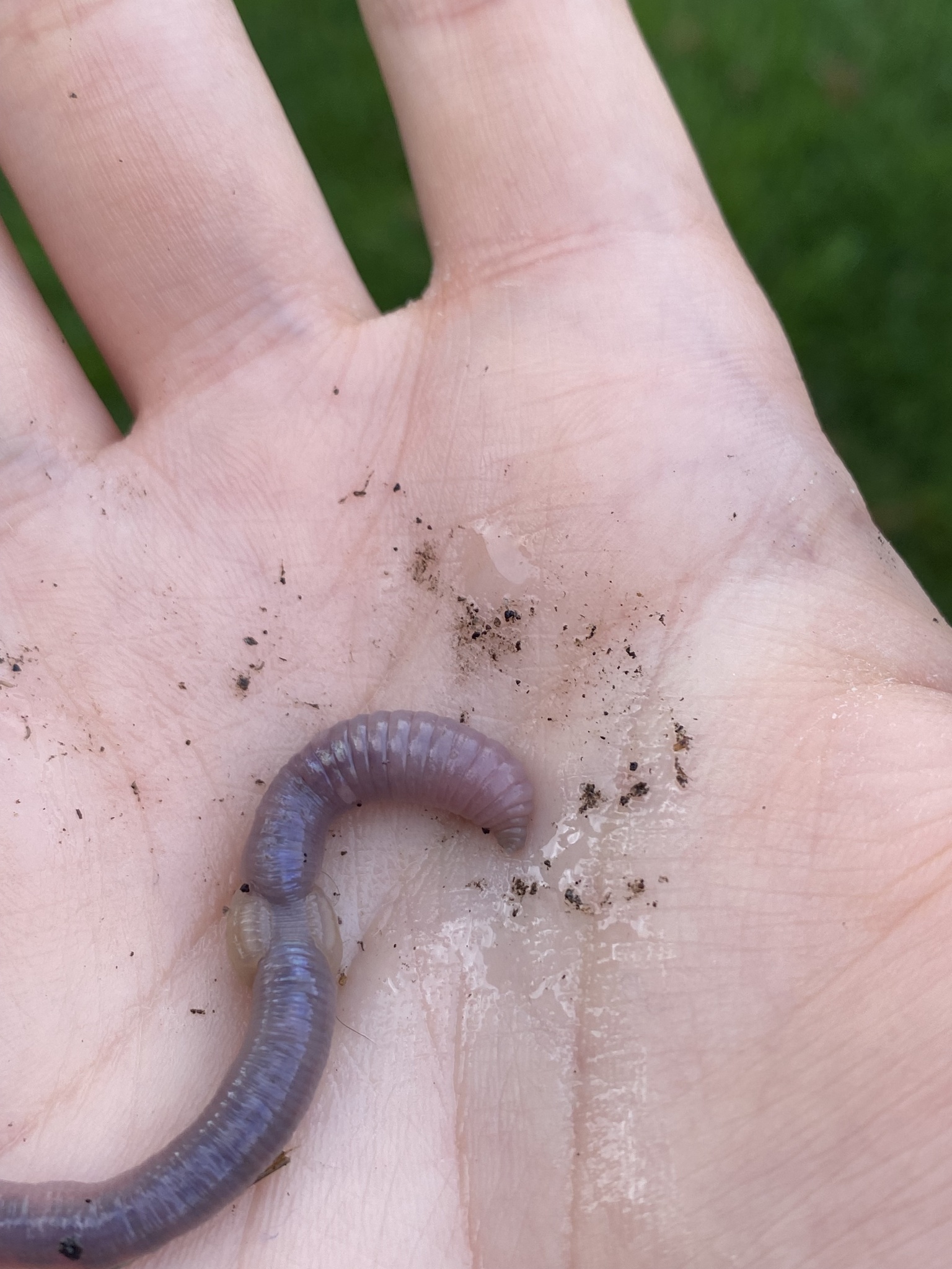Octolasion cyaneum (Savigny, 1826)