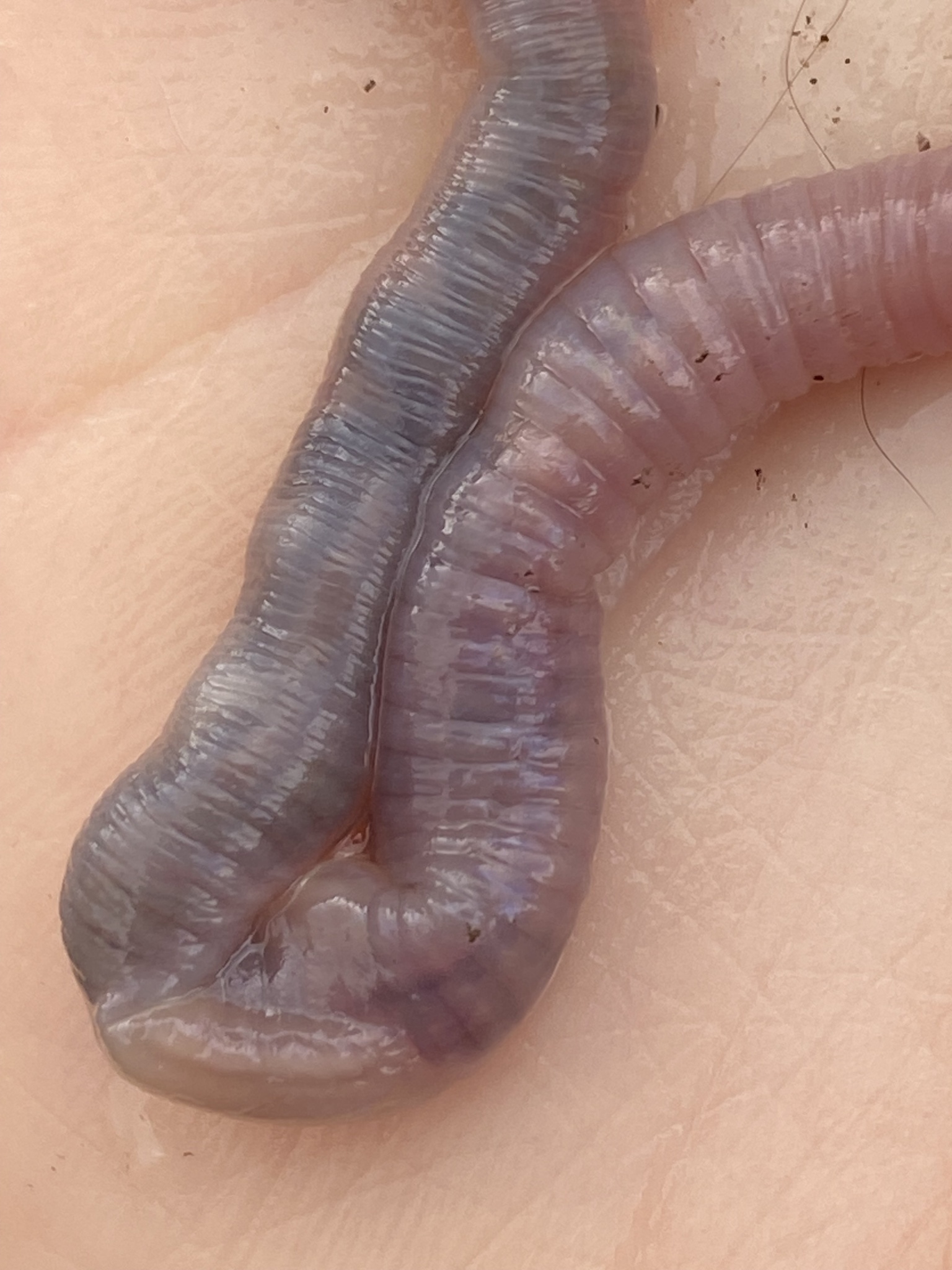 Octolasion cyaneum (Savigny, 1826)