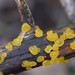 Dacrymyces capitatus - Photo (c) Mike Farley, some rights reserved (CC BY-NC), uploaded by Mike Farley