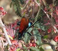Pepsis grossa