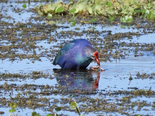 Purple Swamphen (Porphyrio porphyrio), photo 5
