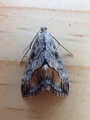 Evergestis subterminalis