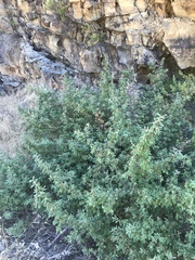 Correa glabra leucoclada