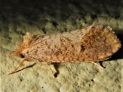 Acrolophus texanella