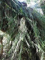 Isochilus aurantiacus