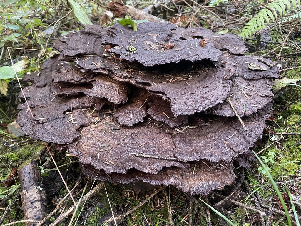 Phaeolus hispidoides · November 2025 · photo: © sarahangulo (iNaturalist, cc0)