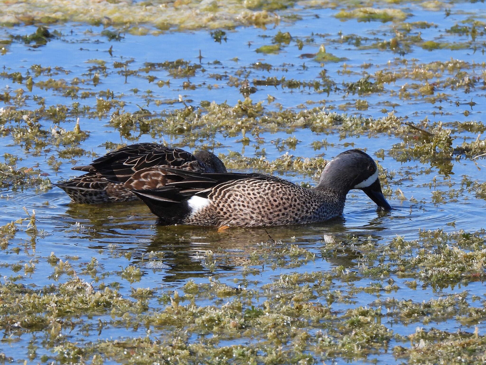 Blue-winged Teal (Spatula discors), photo 10
