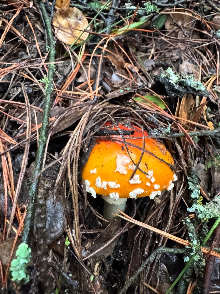 Amanita muscaria flavivolvata · January 2026 · photo: © wildflowerwatching (iNaturalist, cc-by)
