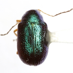 Colaspis cruriflava