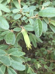 Correa glabra leucoclada
