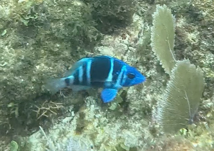 Bad lucks (Hypoplectrus indigo) — Serranidae