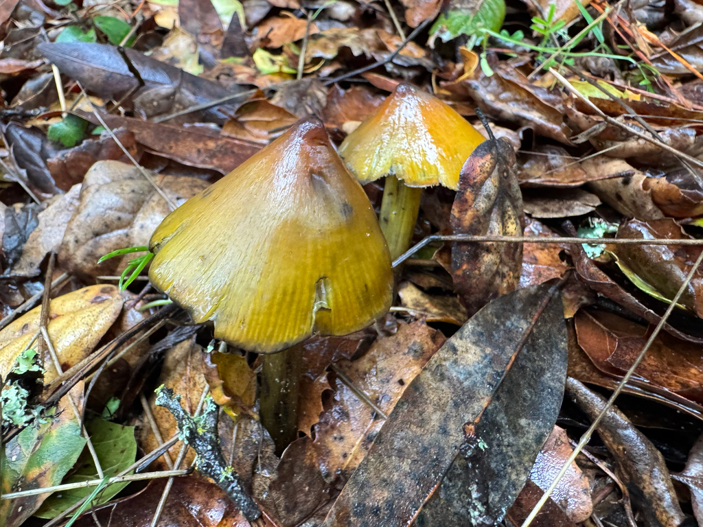 Hygrocybe singeri · January 2026 · photo: © wildflowerwatching (iNaturalist, cc-by)