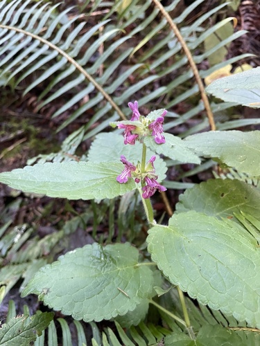 mexican hedgenettle (Stachys mexicana)