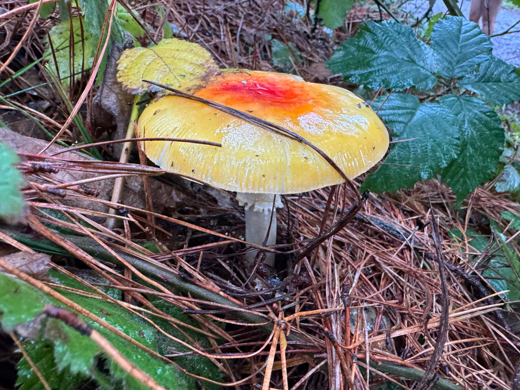 Amanita muscaria flavivolvata · January 2026 · photo: © wildflowerwatching (iNaturalist, cc-by)