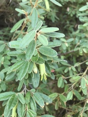Correa glabra leucoclada