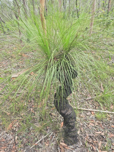 coastal grasstree (Xanthorrhoea latifolia)
