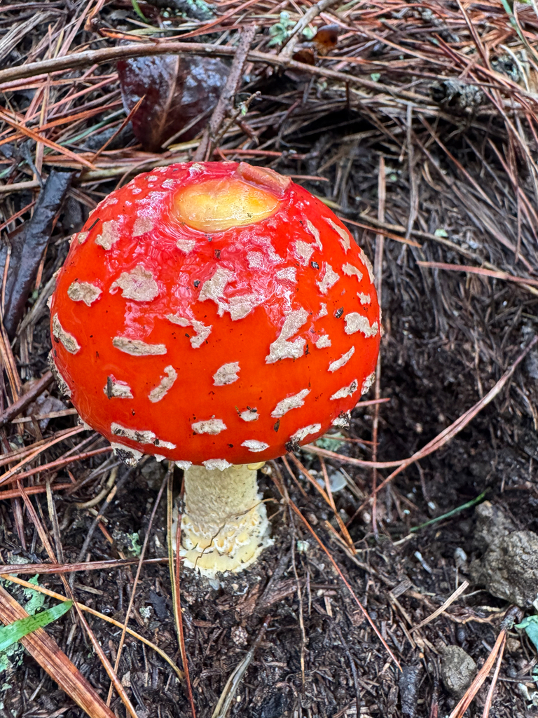 Amanita muscaria flavivolvata · January 2026 · photo: © wildflowerwatching (iNaturalist, cc-by)