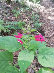 Salvia karwinskii