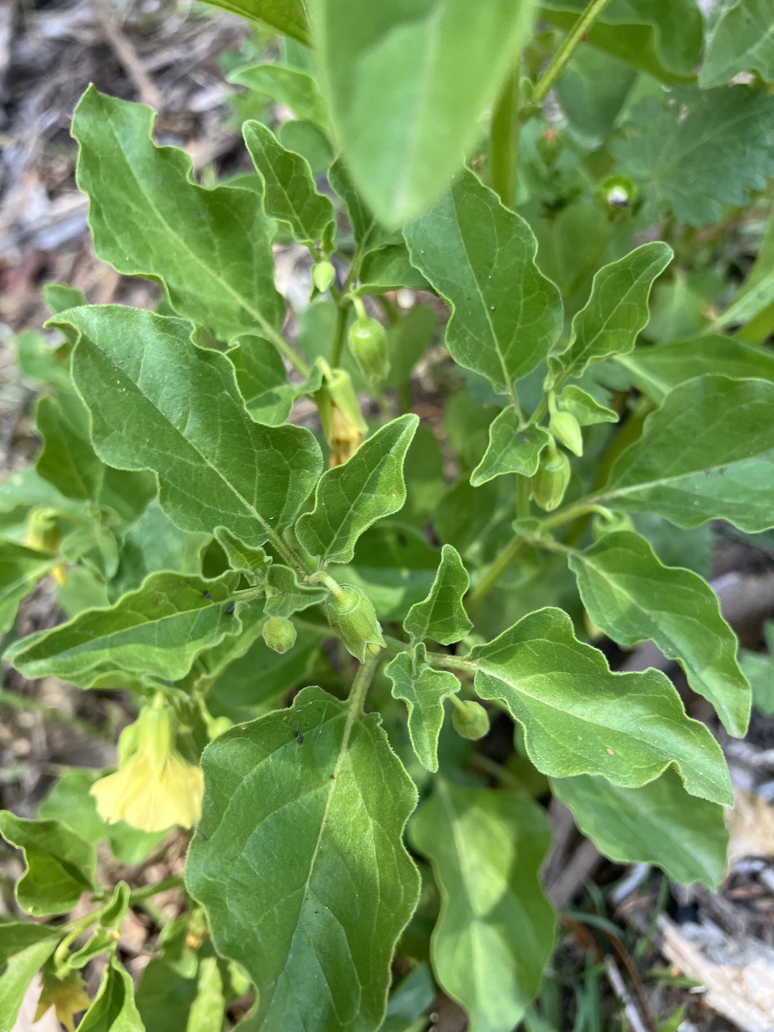 Groundcherry
