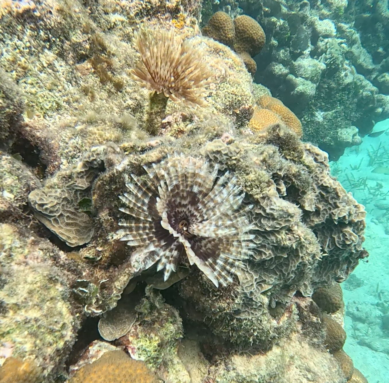 Sabellastarte magnifica (Shaw, 1800)