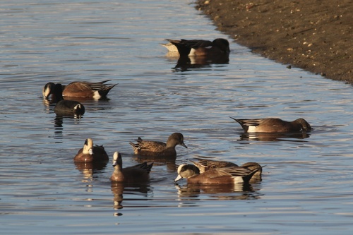 American Wigeon (Mareca americana), photo 6