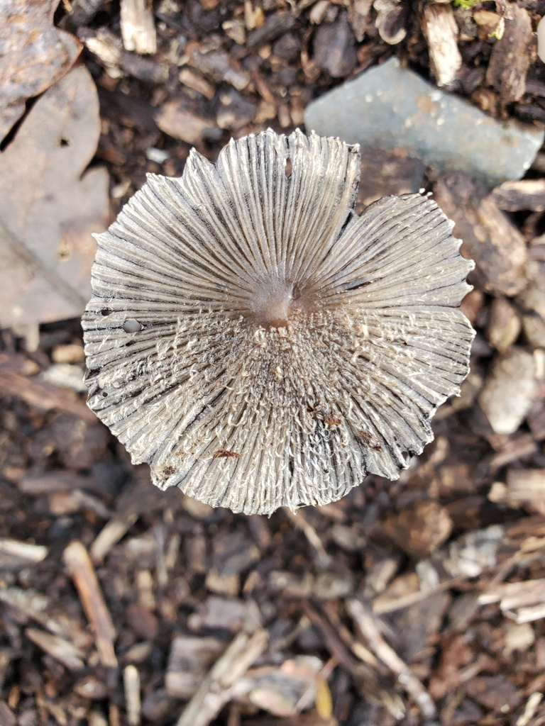Coprinopsis lagopus · December 2025 · photo: © arlenedevitt (iNaturalist, cc-by)