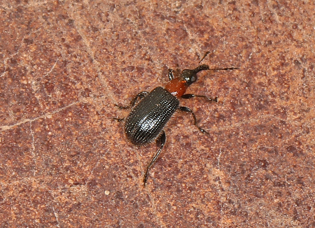 Eugnamptus punctatus