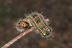 Apina callisto