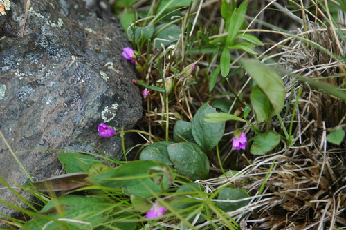 Image of Claytonia ogilviensis by (c) Syd Cannings, some rights reserved (CC BY)