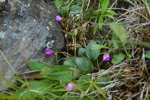 Image of Claytonia ogilviensis by (c) Syd Cannings, some rights reserved (CC BY)