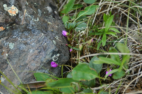 Image of Claytonia ogilviensis by (c) Syd Cannings, some rights reserved (CC BY)