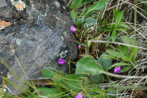 Image of Claytonia ogilviensis by (c) Syd Cannings, some rights reserved (CC BY)