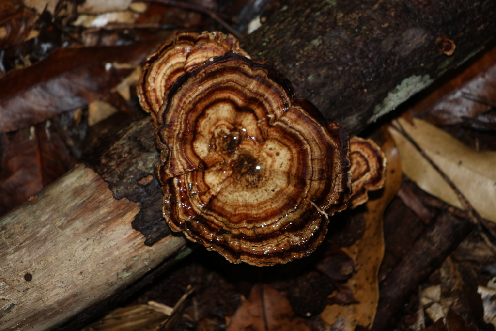 Microporus xanthopus · January 2026 · photo: © gregtasney (iNaturalist, cc-by-sa)