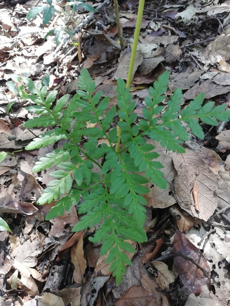 Sceptridium schaffneri