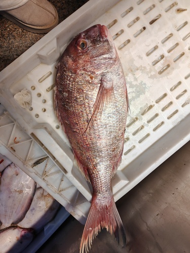 Red seabream (Pagrus major) — Sparidae